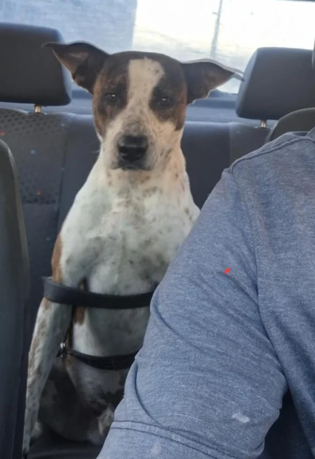 Found Dog in Campinas