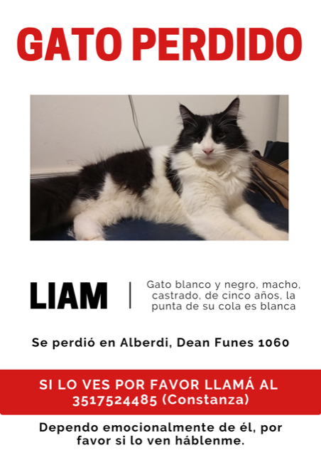 Lost cat