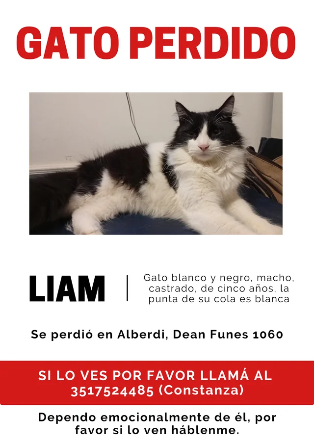 Lost Cat in CóRdoba
