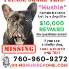 Lost dog