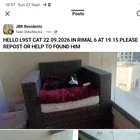 Lost Cat in Dubai