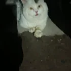 Found Cat in Rawalpindi