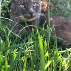 Lost Cat in San Bernardino