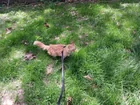 Lost Cat in Iowa City