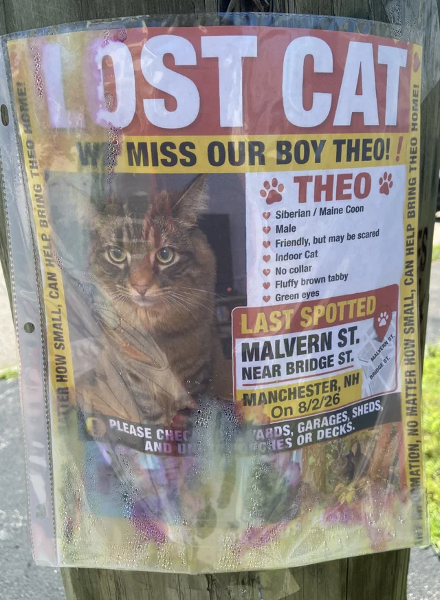 Lost Cat in Manchester