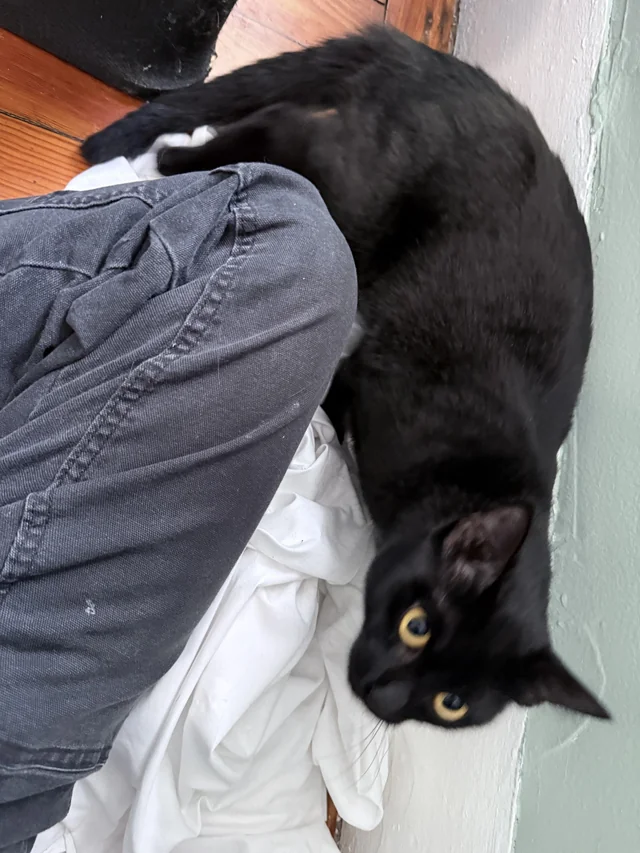 Lost cat