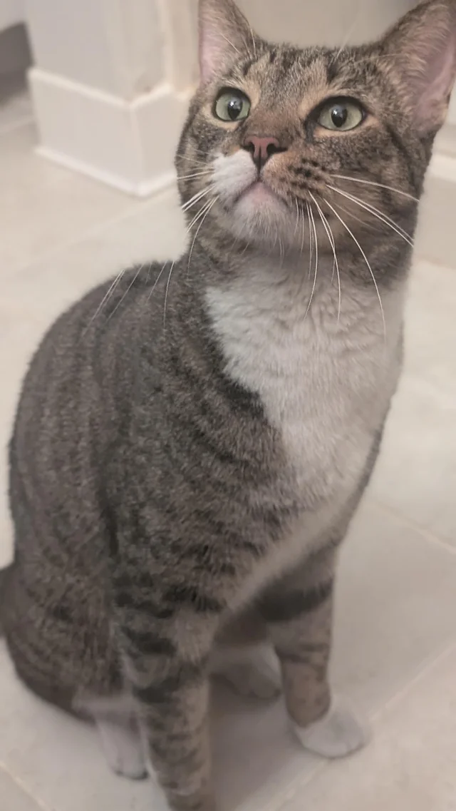 Found cat