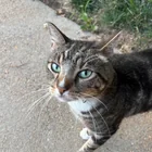 Found cat