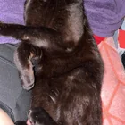 Lost cat