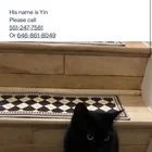 Lost cat