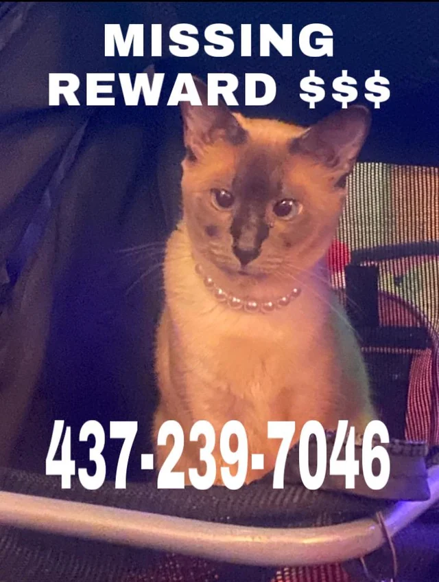 Lost cat