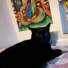 Lost Cat in Fayetteville