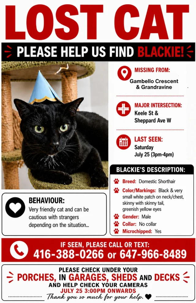 Lost cat