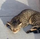 Found cat