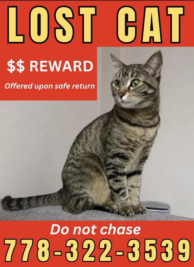 Lost cat