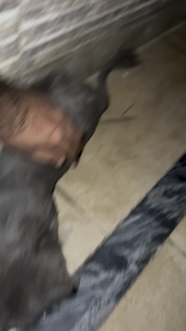 Found Cat in Islamabad