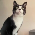 Lost Cat in Oakland