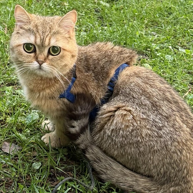 Lost cat