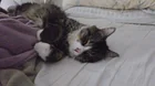 Found cat