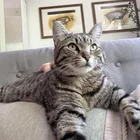 Lost cat