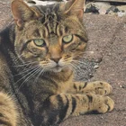 Found cat