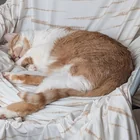Lost cat