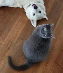 Lost cat