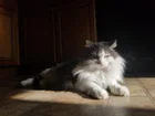 Lost Cat in Sugar House