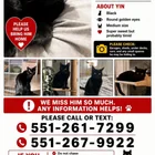 Lost cat