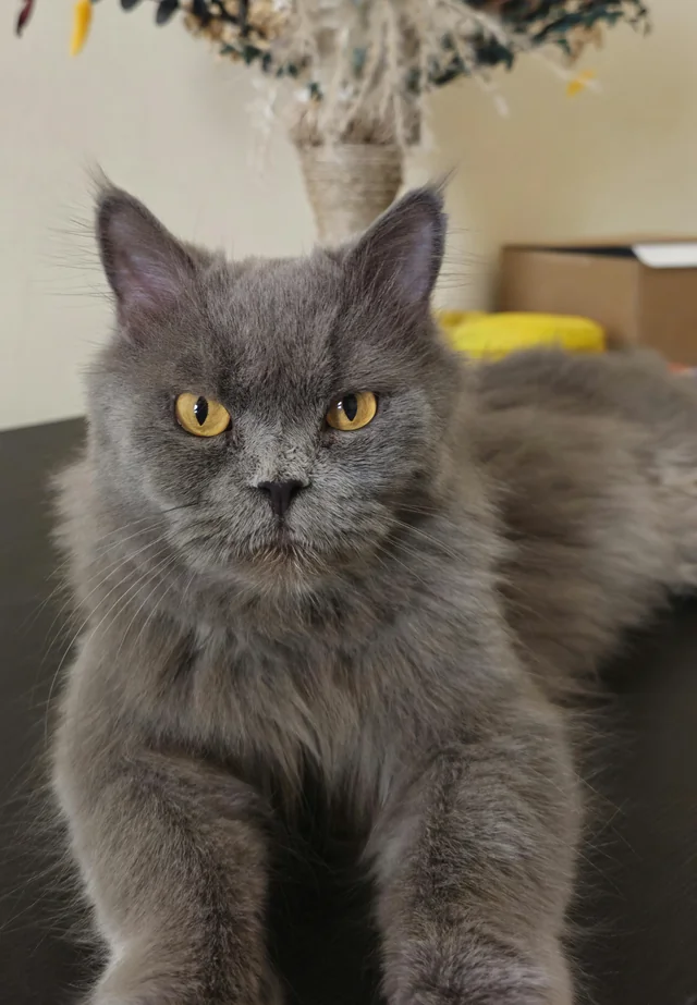 Lost Cat in Al Ain