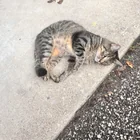 Found cat
