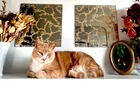 Lost cat