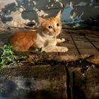 Found cat