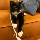 Lost cat