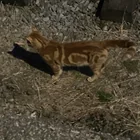 Found cat