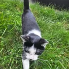 Found cat