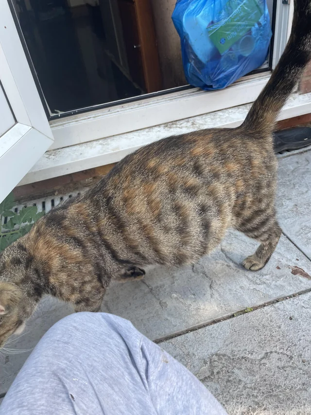 Found cat