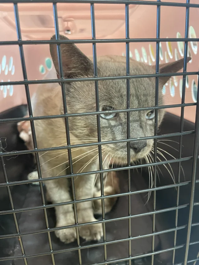 Found cat