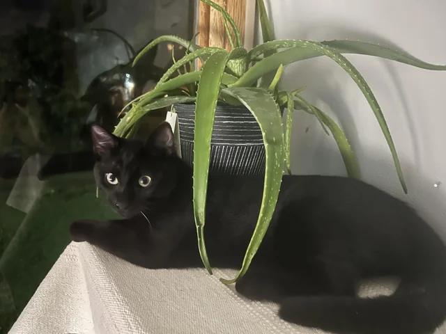 Lost Cat in Columbus