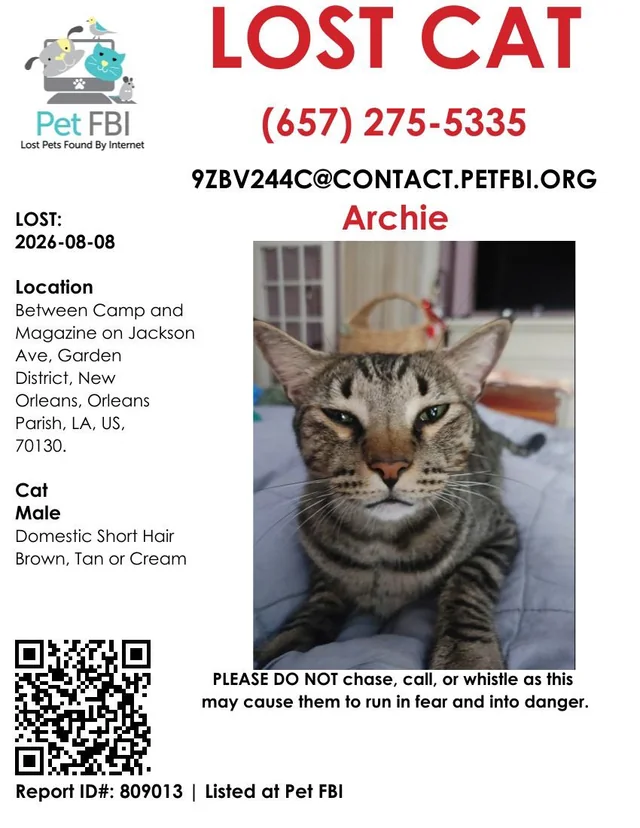 Lost cat