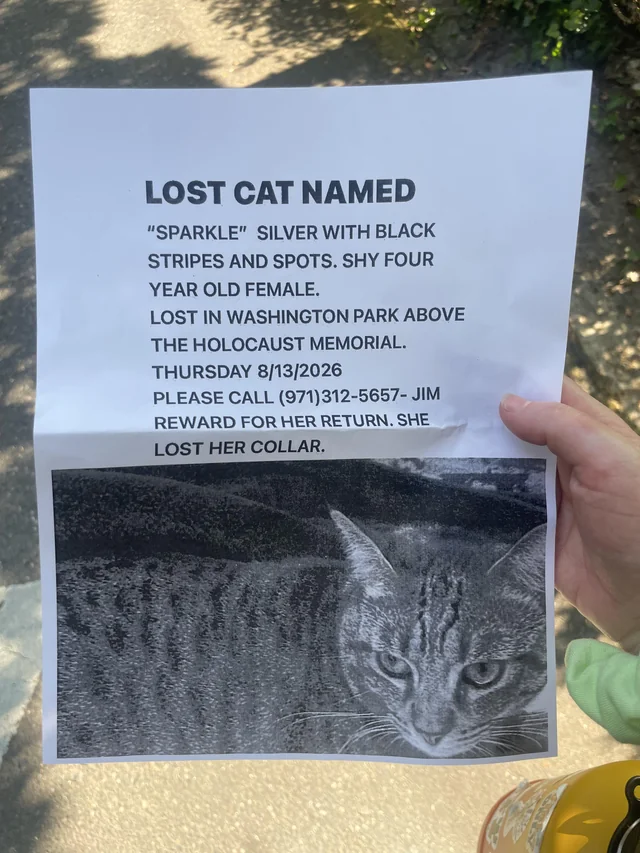 Lost cat