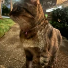 Found cat