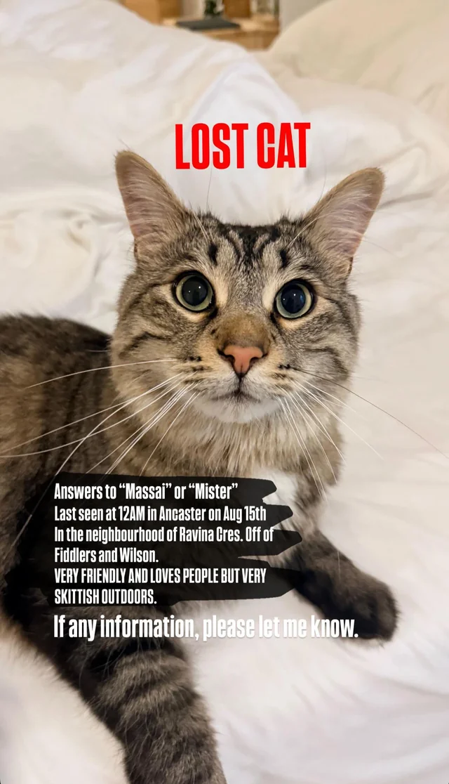 Lost Cat in Ancaster