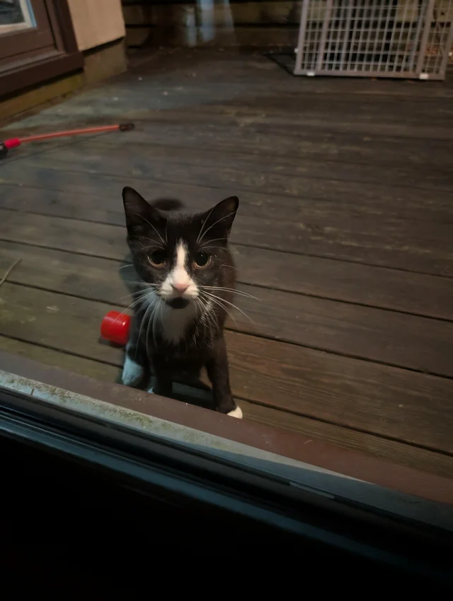 Found Cat in Norfolk