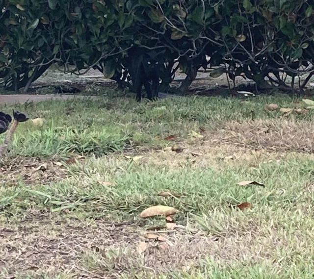 Found cat