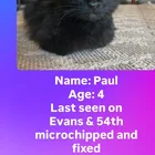 Lost Cat in Austin