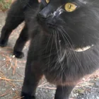 Found cat