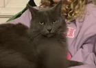 Lost Cat in Colorado Springs