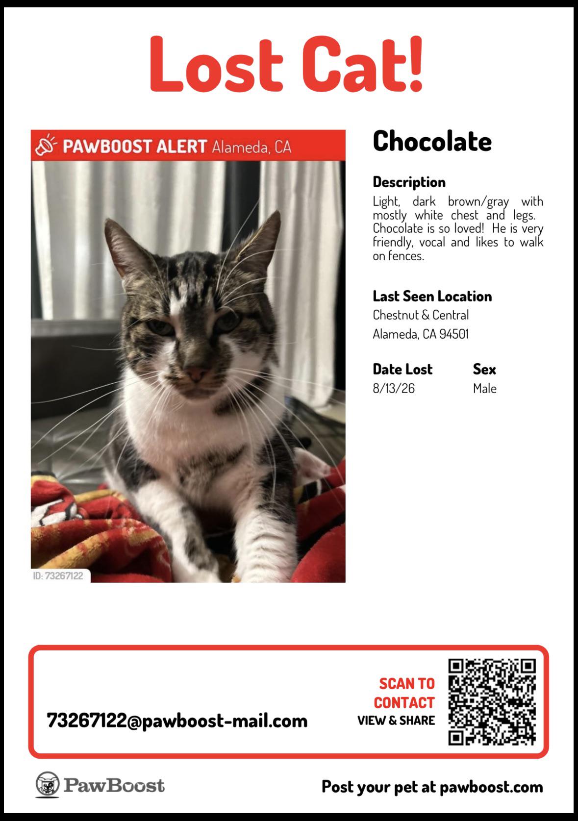 Lost cat