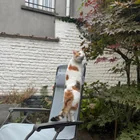 Lost Cat in Brussels